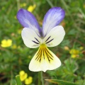 Mountain Pansy (Viola lutea) Steve Gale
